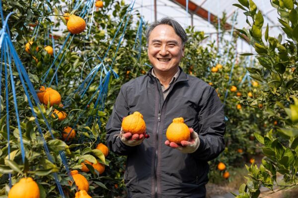 쿠팡, 한라봉 등 국산 만감류 20톤 매입으로 제주 농가 지원